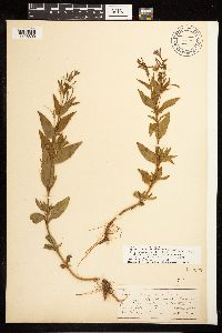 Epilobium x treleasianum image