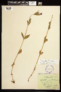 Epilobium x treleasianum image