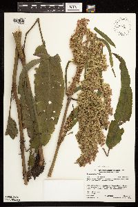 Rumex britannica image