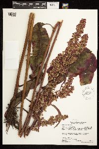 Rumex britannica image