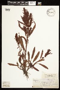 Rumex fueginus image