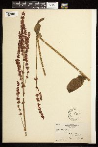 Rumex acetosa image