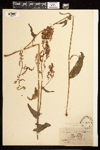 Rumex acetosa image