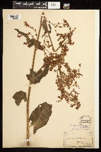 Rumex acetosa image