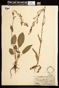 Rumex acetosa image