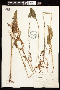 Rumex acetosa image