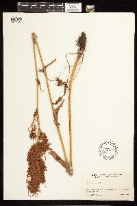 Rumex acetosa image
