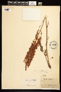 Rumex acetosa image