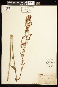 Rumex acetosa image
