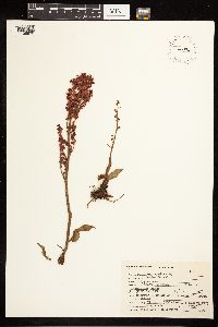 Rumex acetosa image