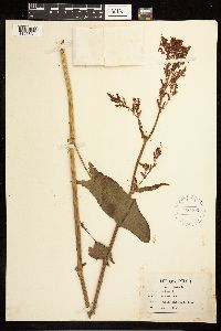Rumex acetosa image