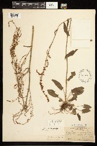 Rumex acetosa image