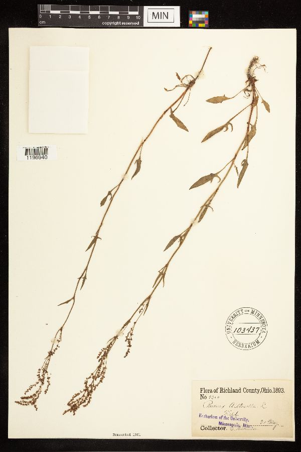 Rumex acetosella image