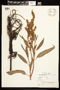Rumex altissimus image