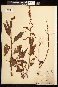 Rumex altissimus image