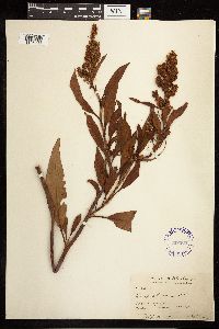 Rumex altissimus image