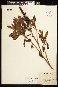 Rumex altissimus image