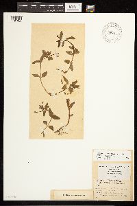 Epilobium hornemannii image