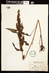 Rumex altissimus image