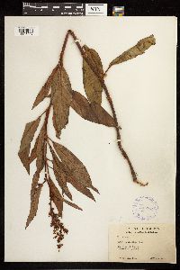 Rumex altissimus image