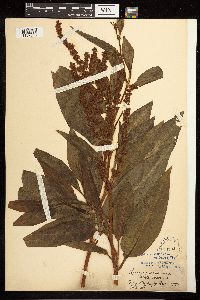 Rumex altissimus image