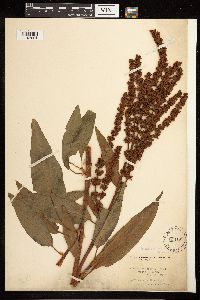 Rumex altissimus image