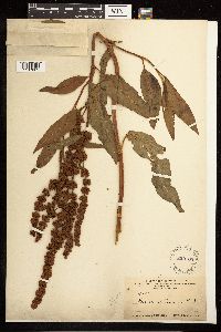 Rumex altissimus image