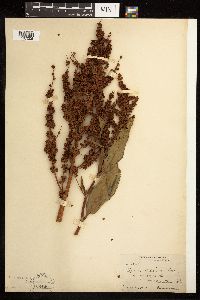 Rumex altissimus image