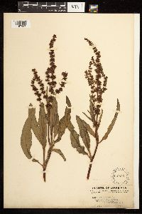 Rumex altissimus image