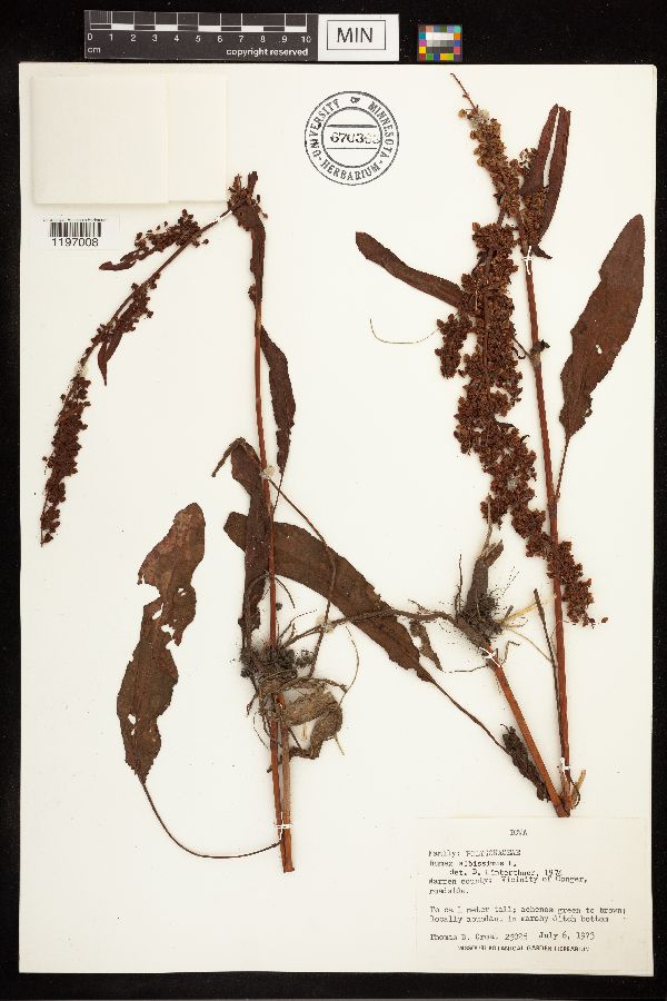 Rumex altissimus image