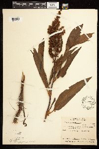 Rumex altissimus image