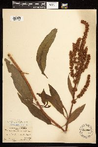 Rumex altissimus image