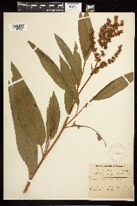 Rumex altissimus image