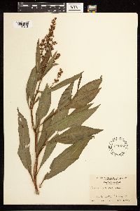 Rumex altissimus image