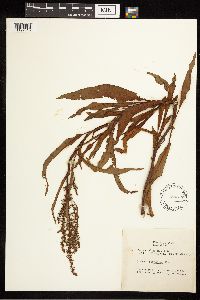 Rumex altissimus image