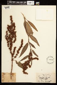Rumex altissimus image