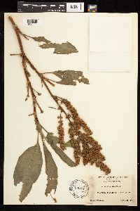 Rumex altissimus image