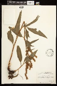 Rumex altissimus image