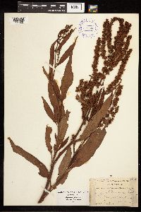 Rumex altissimus image
