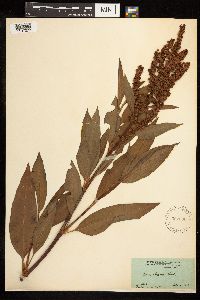 Rumex altissimus image