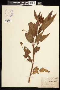 Rumex altissimus image