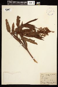 Rumex altissimus image