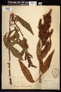 Rumex altissimus image