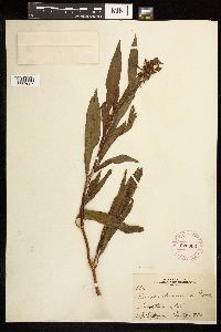 Rumex altissimus image