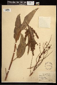 Rumex altissimus image