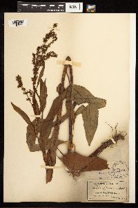 Rumex altissimus image