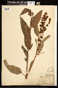 Rumex altissimus image