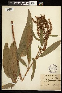 Rumex altissimus image