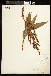 Rumex altissimus image