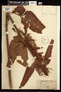 Rumex britannica image